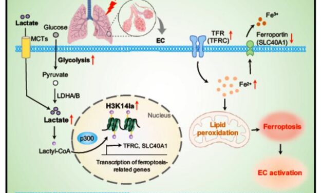 Study Uncovers Driver of Endothelial Dysfunction in Sepsis-Induced ARDS