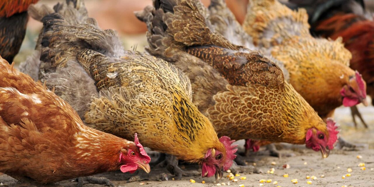Bird Flu Threat Sparks NYC Market Shutdown