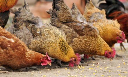 Bird Flu Threat Sparks NYC Market Shutdown
