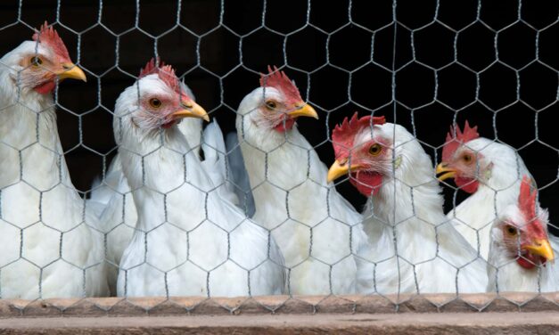 Studying How Bird Flu Spreads Through the Air