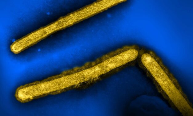 Parents Want Accurate Info on Bird Flu