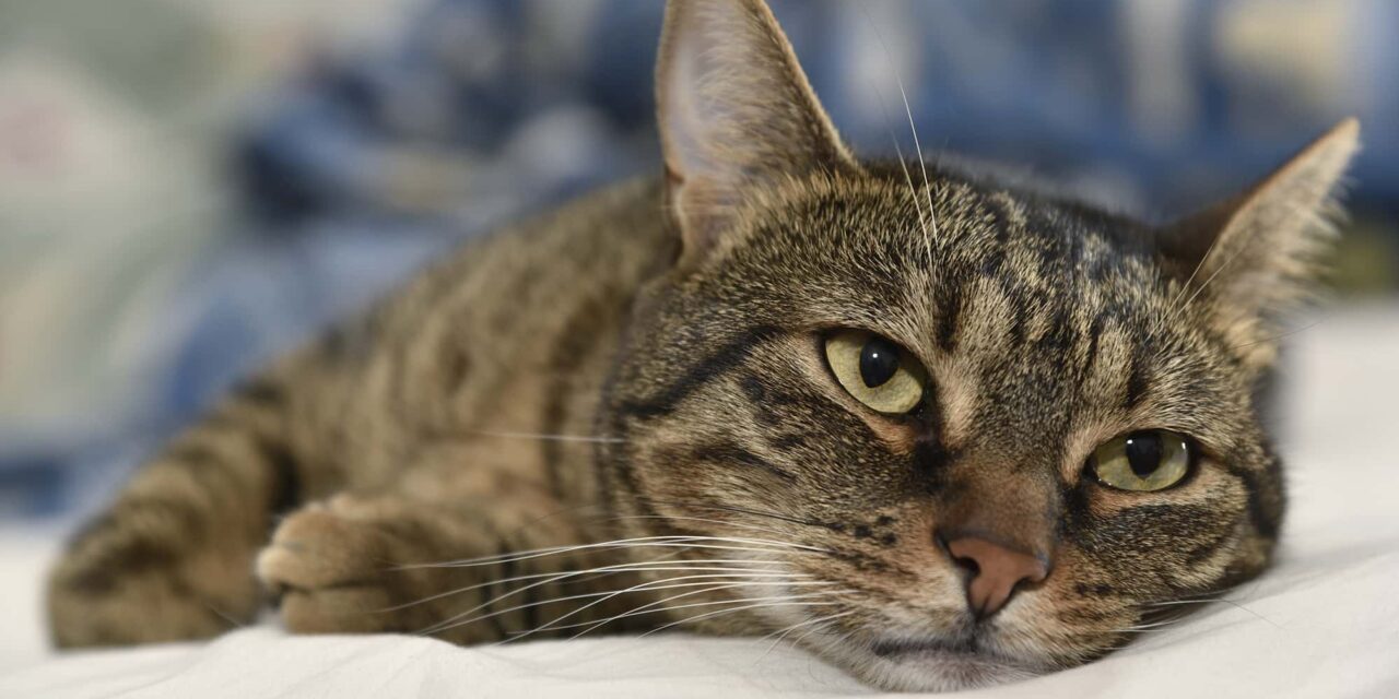 Bird Flu Is Infecting Cats—What Are the Risks?