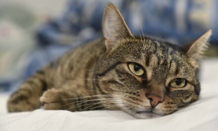Bird Flu Is Infecting Cats—What Are the Risks?
