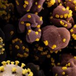 Long COVID Increases Children’s Kidney, Heart, and Gut Risks