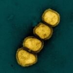 Can a Yeast-based Universal Flu Vaccine Replace Annual Shots?