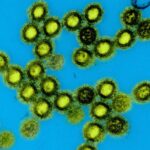 How Host Genetics and Sex Influence Influenza Virulence