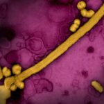 Common Respiratory Viruses May Accelerate ALS Progression