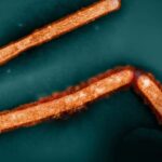 Low Dose of H5N1 Bird Flu Causes Infection in Dairy Cows
