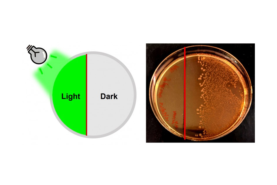 penicillin green light bacteria