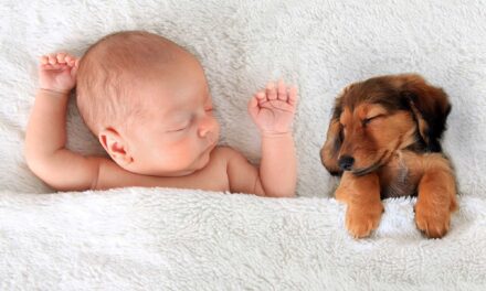 Dog Allergens Tied to Lower Risk of Child Asthma