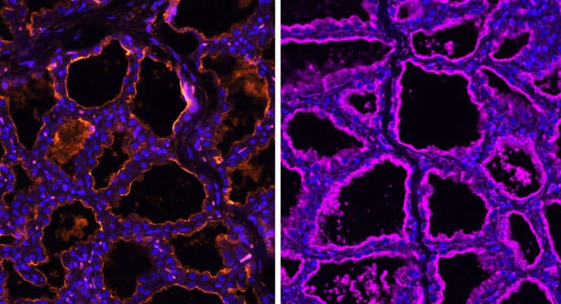 avian flu mammary gland receptors