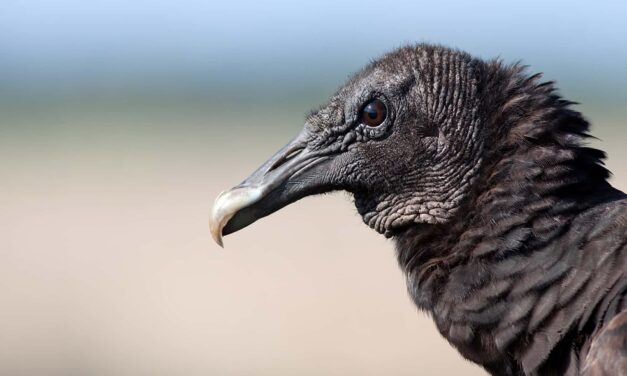 Avian Flu Rampant Among Black Vultures