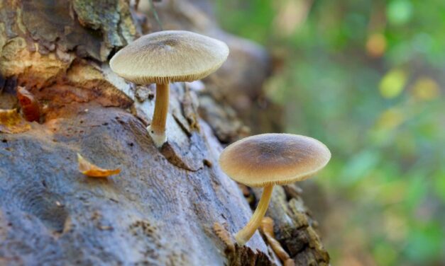 Natural Fungal Supplement Improved COVID-19 Vaccine Response