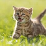 Living With Cats Does Not Worsen Pediatric Asthma