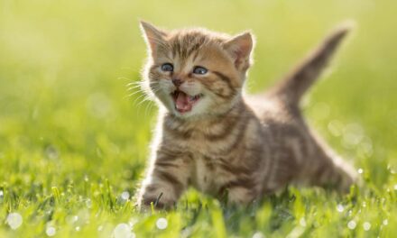 Living With Cats Does Not Worsen Pediatric Asthma