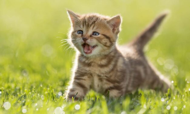 Living With Cats Does Not Worsen Pediatric Asthma
