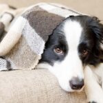 Veterinarians Could Help Pet Owners Quit Smoking