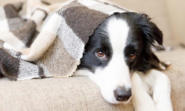 Veterinarians Could Help Pet Owners Quit Smoking