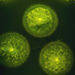 Valley Fever Driving Pneumonia Hospitalizations in Endemic Areas