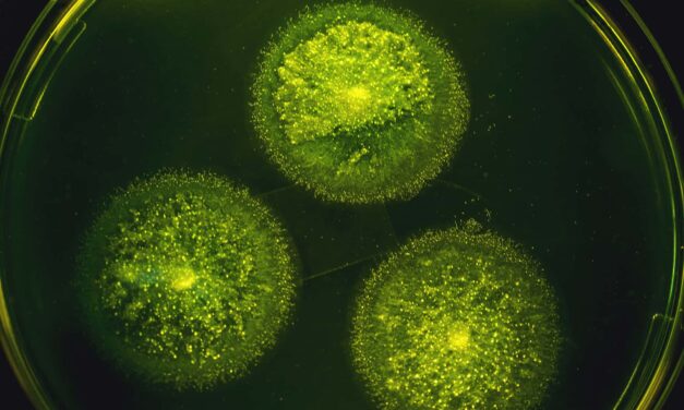 Valley Fever Driving Pneumonia Hospitalizations in Endemic Areas