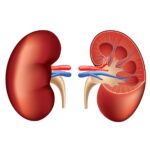 Kidney Donor Smoking History Linked to Higher Transplant Risks
